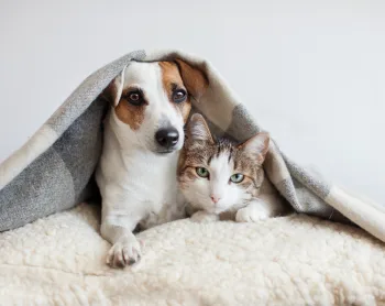 How to Consider the Cost of Owning a Pet