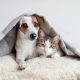 How to Consider the Cost of Owning a Pet