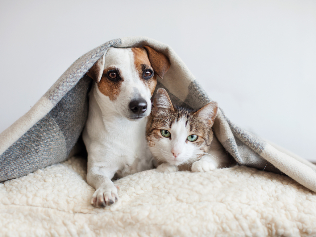 How to Consider the Cost of Owning a Pet